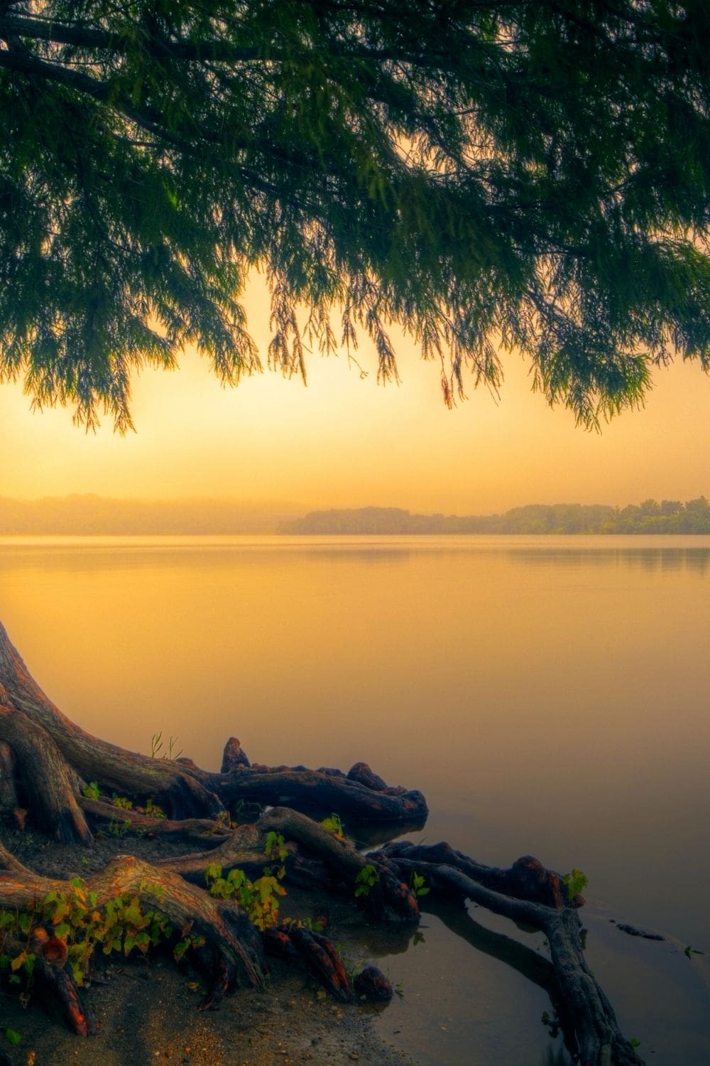 Tree with roots at sunset